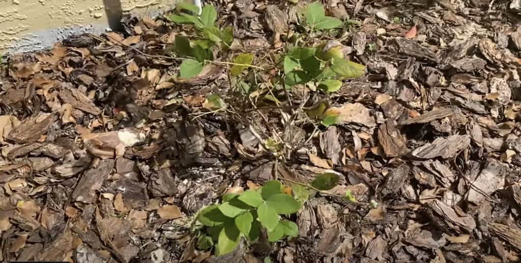 Struggling Blueberry Plant